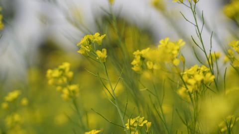 Mustard flower